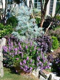 Figure 13. The silvery grey foliage of Juniper and
 grasses combine well with the purple foliage of Coleus
 and mauve flowers of Angelonia.